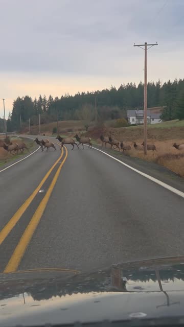 Elk Herd Crossing Washington Road