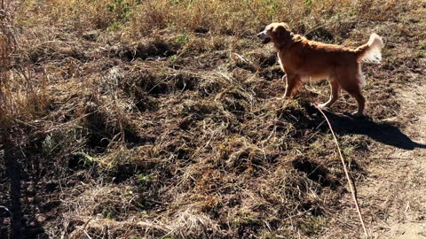 7mm Valkyrie Full Moon Hog & Coyote Hunt