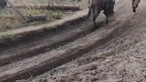 The Russians are using another unfortunate donkey to transport 120mm mortar shells somewhere