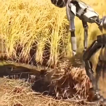 The Future of Agriculture: Meet the Rice Harvesting Robot! #farming #agriculture