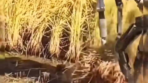 The Future of Agriculture: Meet the Rice Harvesting Robot! #farming #agriculture
