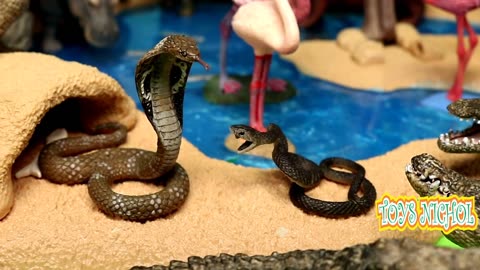 Cobra Guard Eggs from Ferrets that Looking For Food