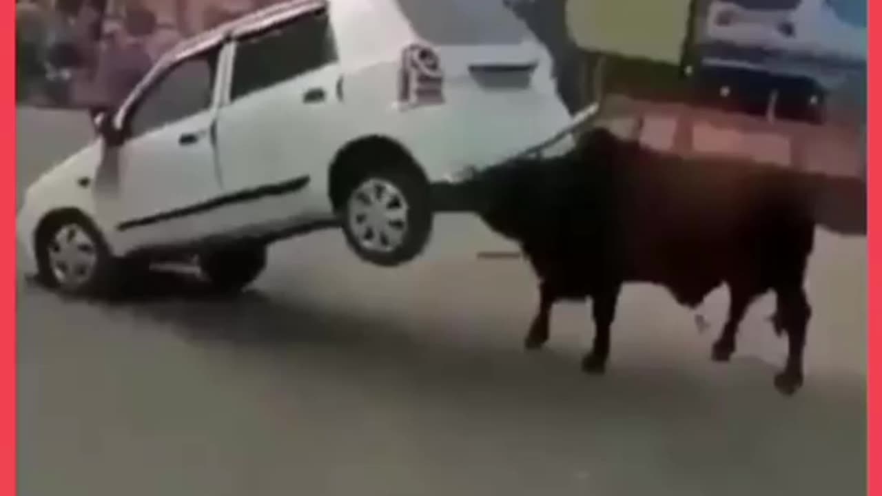 Bull Crushing The Car