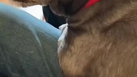 Dogs being clingy 🤣#funnydog #funnypet #cutedog #dog #