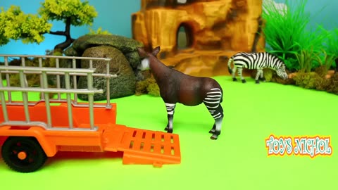 Zebras Eat Dry Grass on the Riverbank and Drink Water in the River