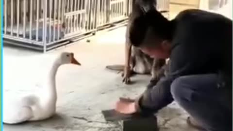 Funny videos of dogs 🤣