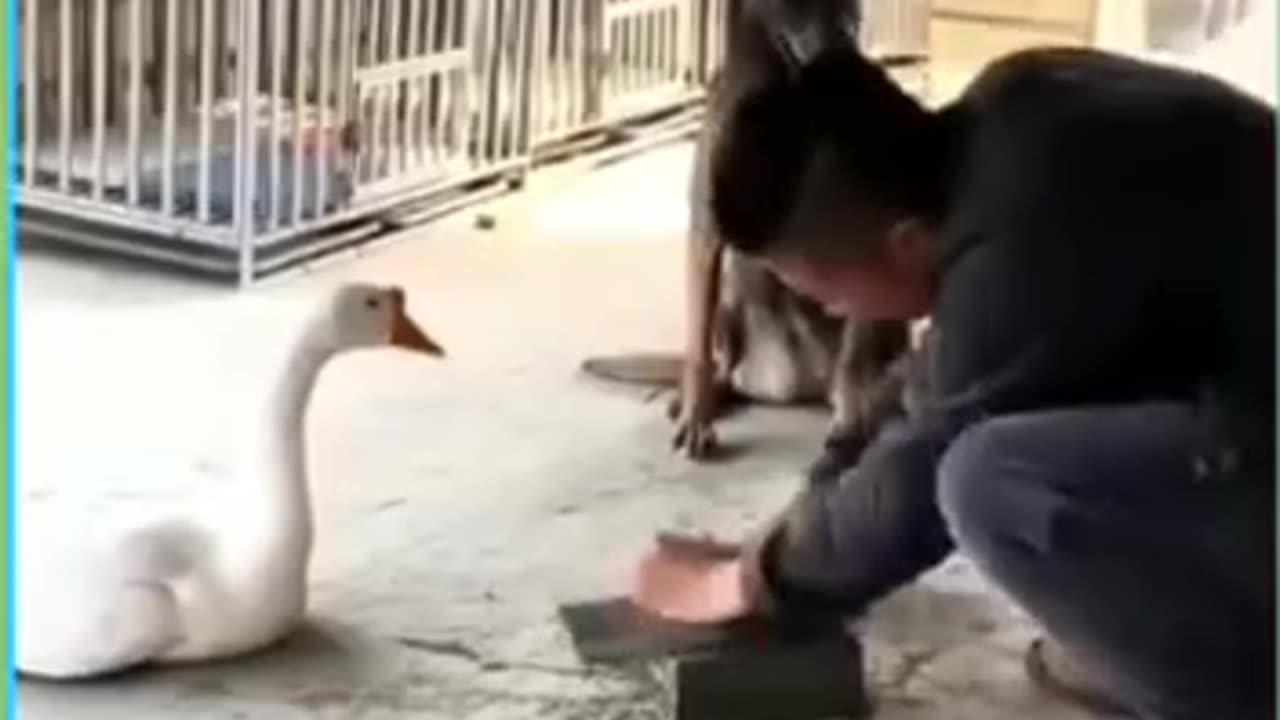 Funny videos of dogs 🤣