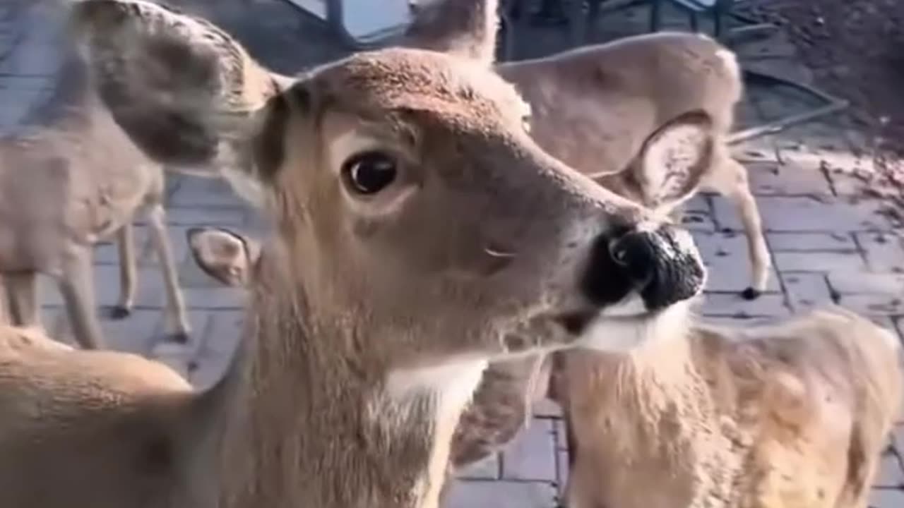 guy found a deer in the snow