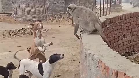 Monkey Playing With Dog Funny Video