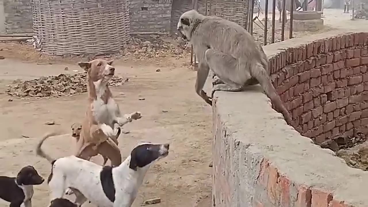 Monkey Playing With Dog Funny Video