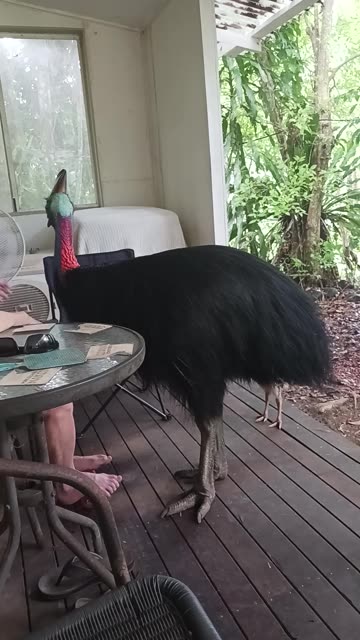 Cassowary Cools Off With Shared Fan