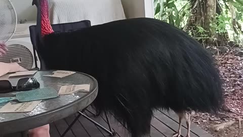 Cassowary Cools Off With Shared Fan