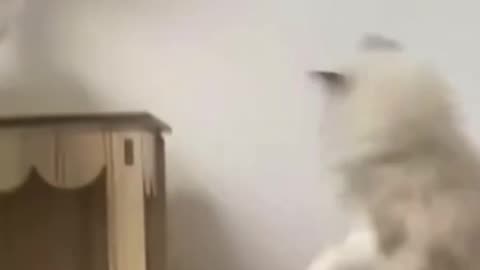 Cute Cat Takes a Sneaky Peek from Its Tower!