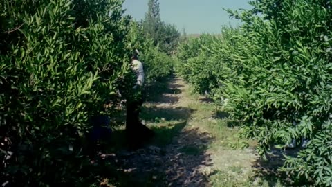 Adalı Kız