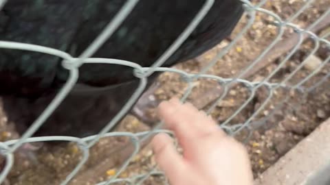 Wednesday Whiskers with SPH featuring The Bitchen Chickens! #chickens