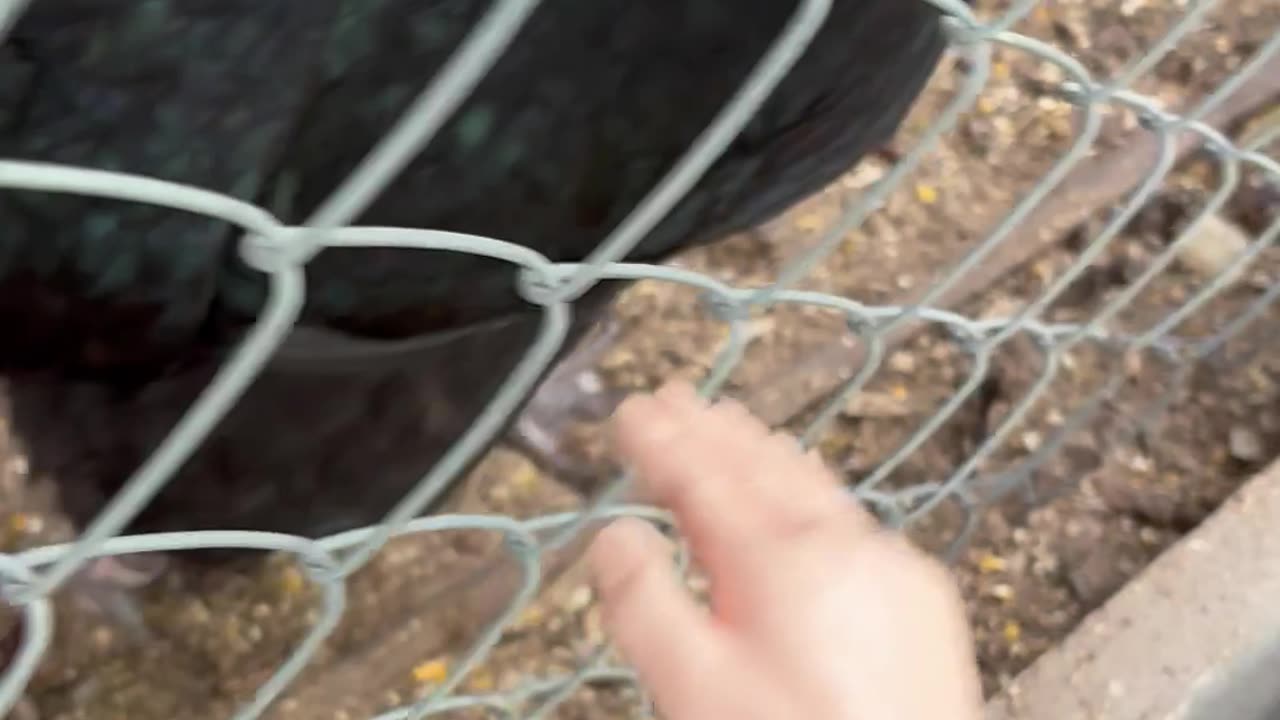 Wednesday Whiskers with SPH featuring The Bitchen Chickens! #chickens