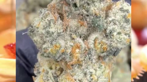 Triple Cake | 32% THCa | Exotic Indoor Hybrid | Vanilla Cake x Pineapple x Calm Euphoria