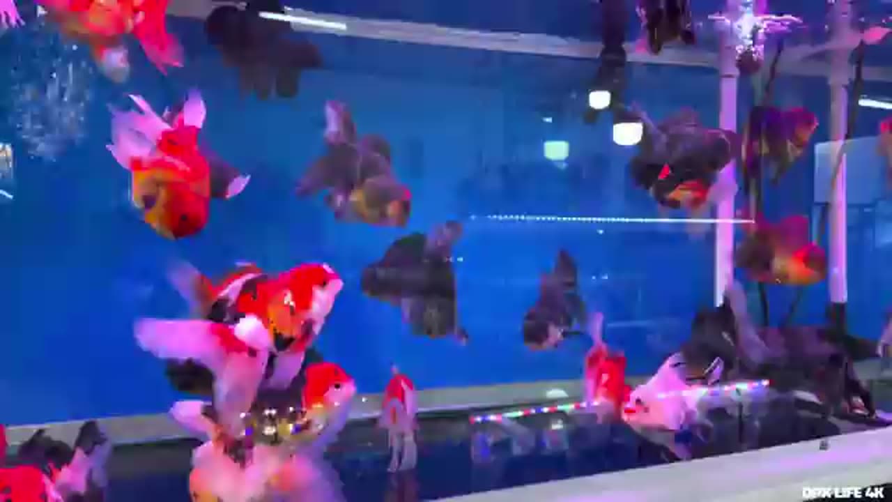 Fish pond