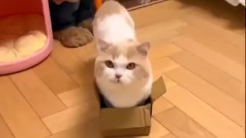 the cat is sitting in a box