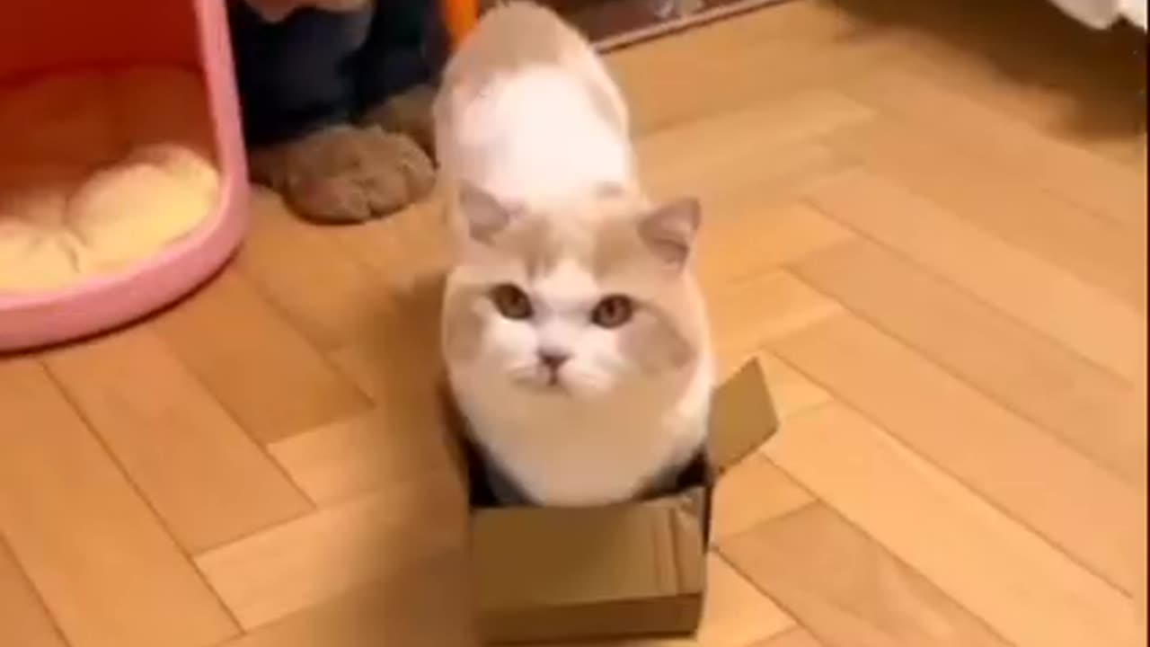 the cat is sitting in a box