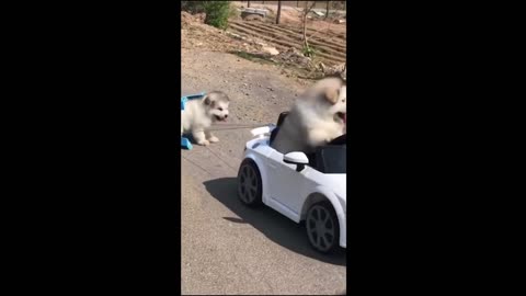 Animal Funny Video!!!!!