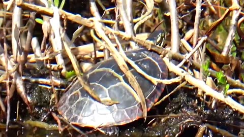 Painted Turtle