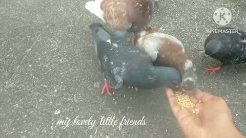 Bird feeding