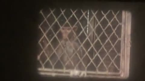 Jose M R Delgado Wireless Brain Stimulation Mind Control 1965