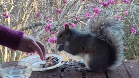 Mika The Squirrel likes her buffet today