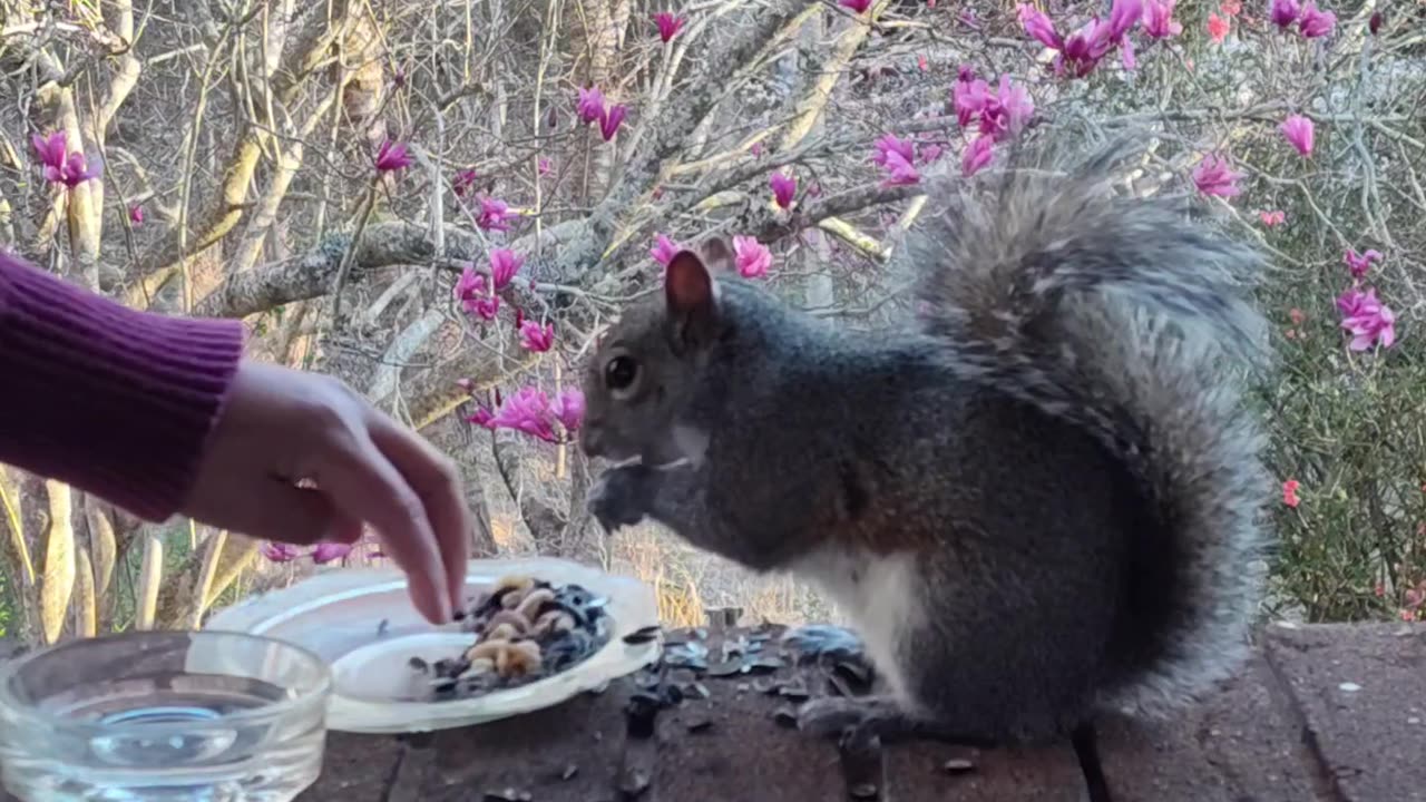 Mika The Squirrel likes her buffet today