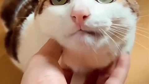 So a cute cat that can refuse 😂 #shortvideo