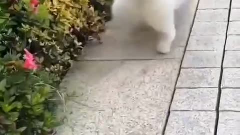 Cat Lovers