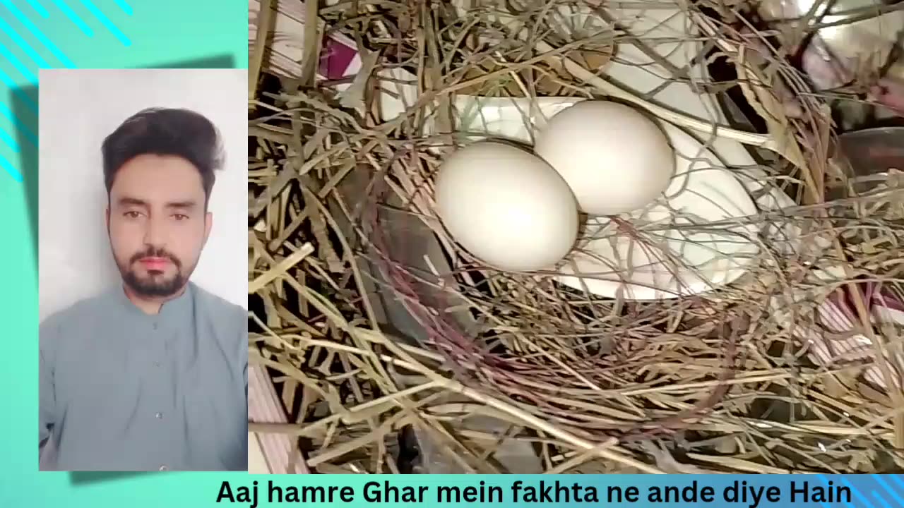 Dove bird nest in my house