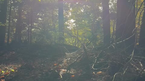 Partial Solar Eclipse from the Northeast