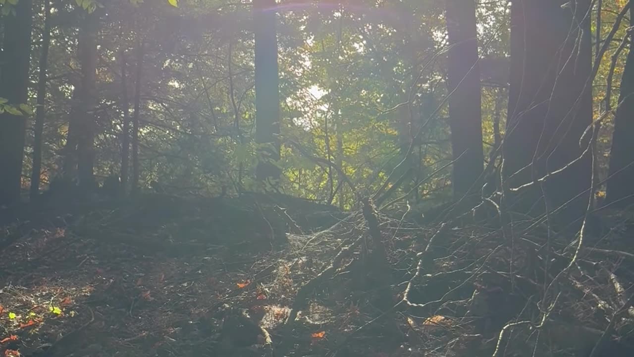 Partial Solar Eclipse from the Northeast