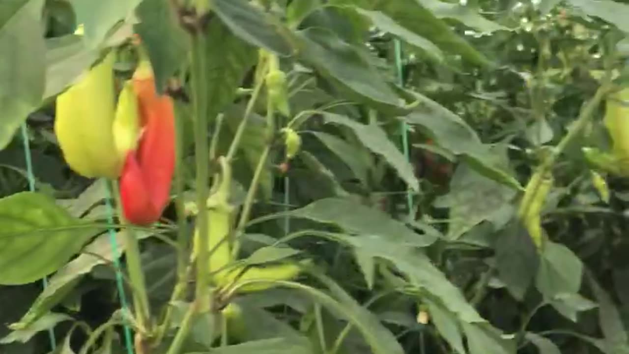 How to Harvest Çarliston Peppers?