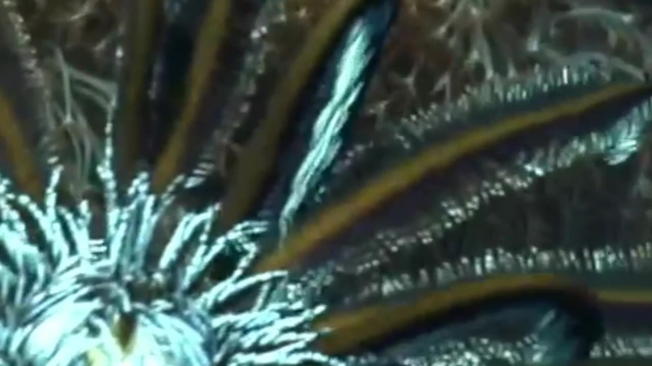 Crinoids: The Ancient Sea Lilies