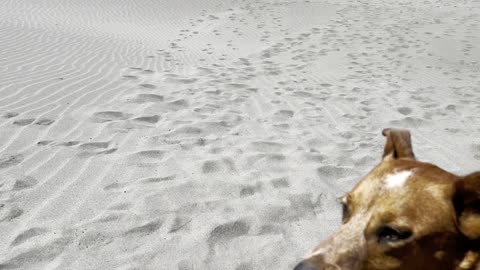 frisbee catches at the beach 29084029482098