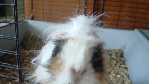 Talking Guinea Pig: Cute Squeaks and Chatte