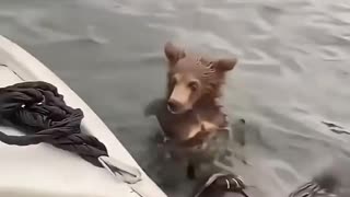 Rescue of a bear cub clinging to a drifting tree trunk