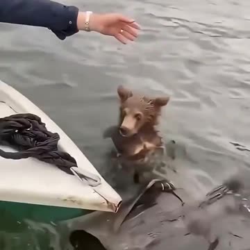 Rescue of a bear cub clinging to a drifting tree trunk