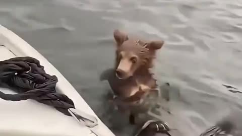Rescue of a bear cub clinging to a drifting tree trunk