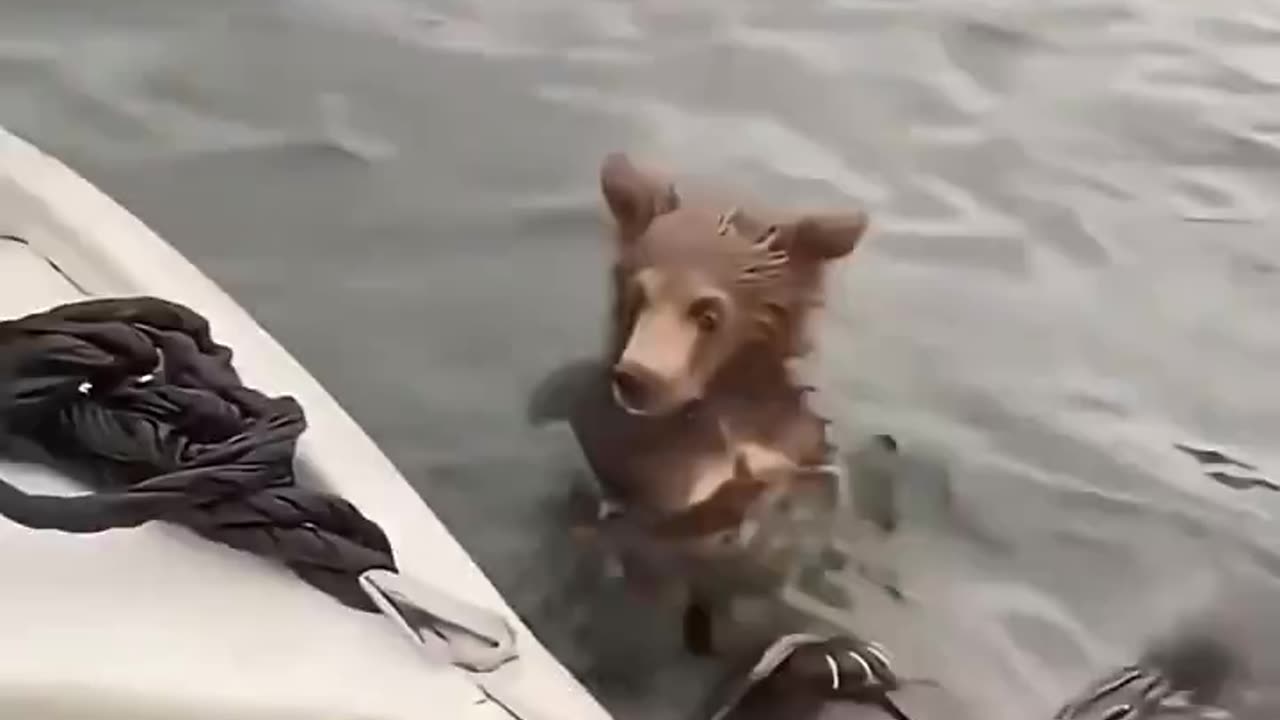 Rescue of a bear cub clinging to a drifting tree trunk