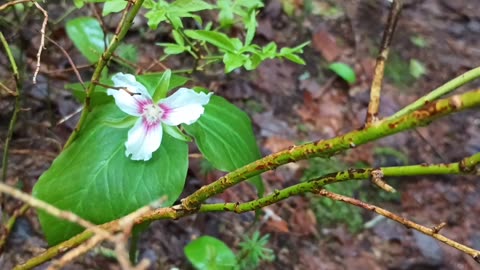 Painted Trillium