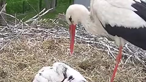 ‼️ Attempt to eliminate the stork ‼️🐤😧