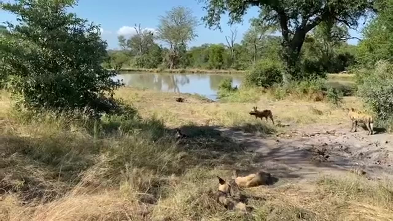 Battle of Animals in Forest