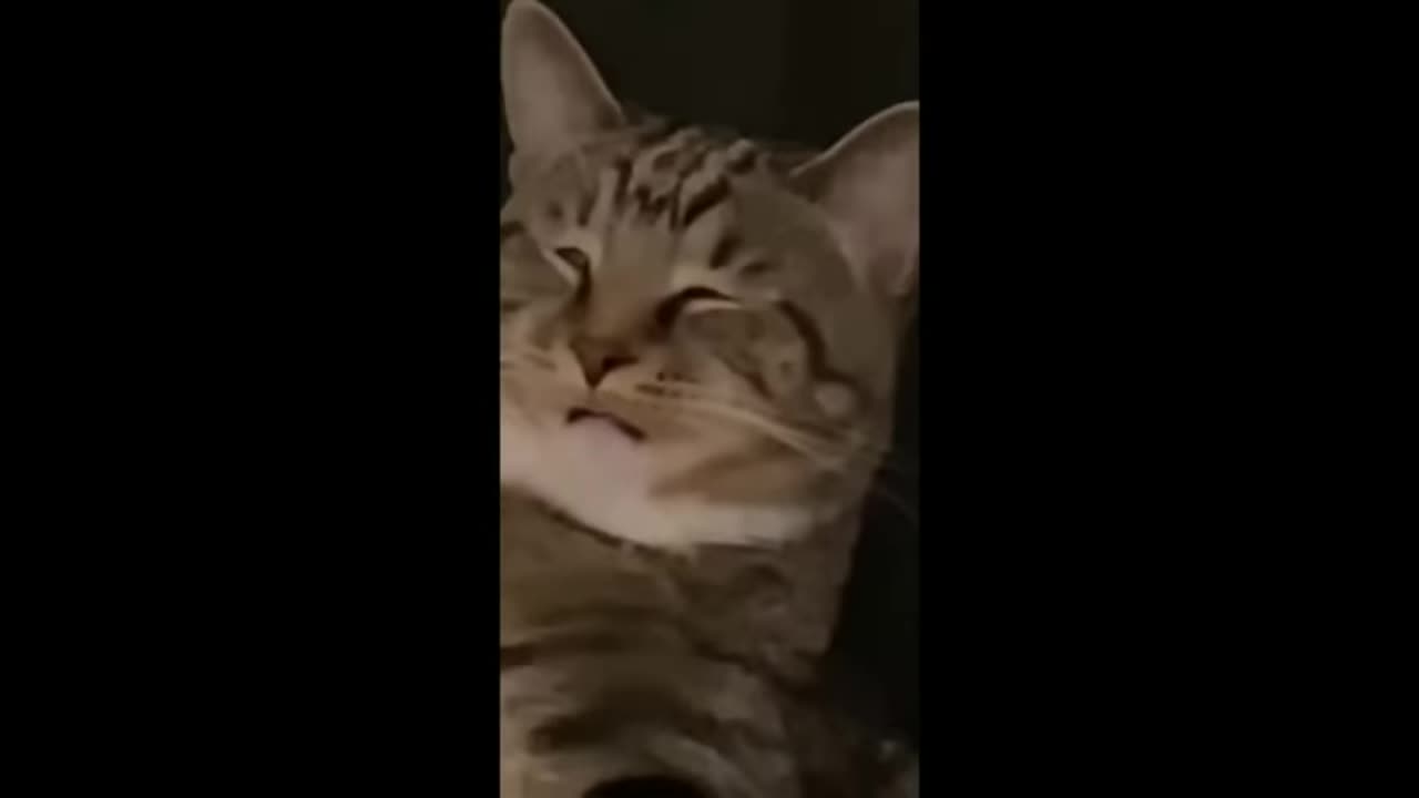 hilarious animal compilation part 719 - funniest cats videos