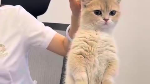 A cat walking upright