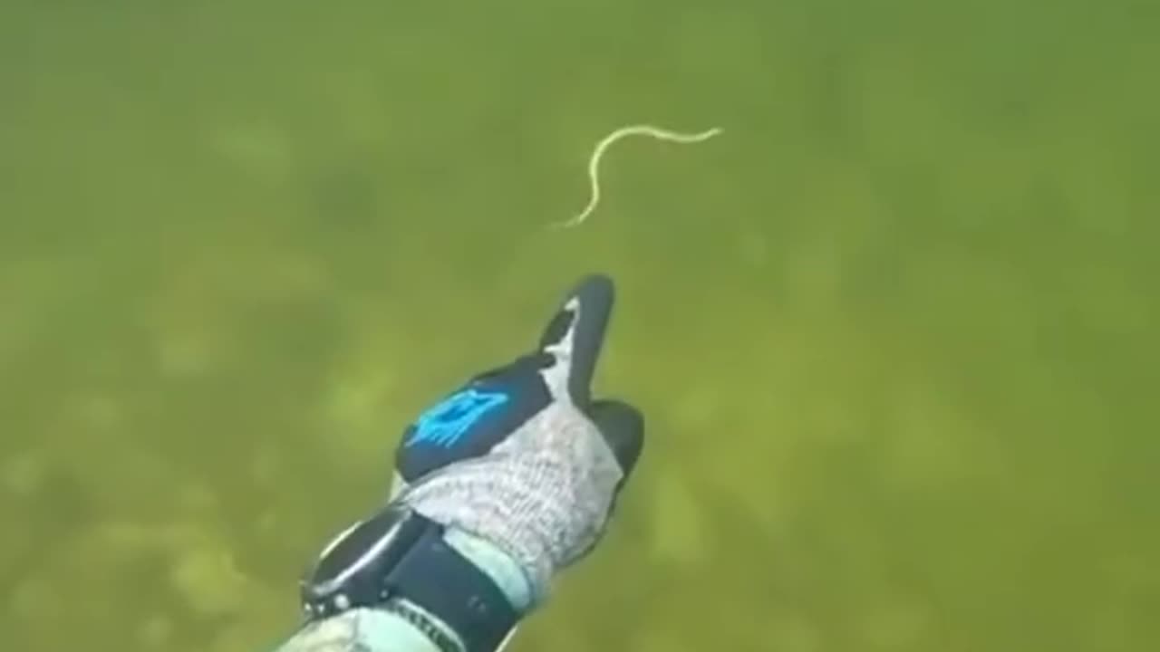 Always protect your johnson when diving 😂🍆🪱