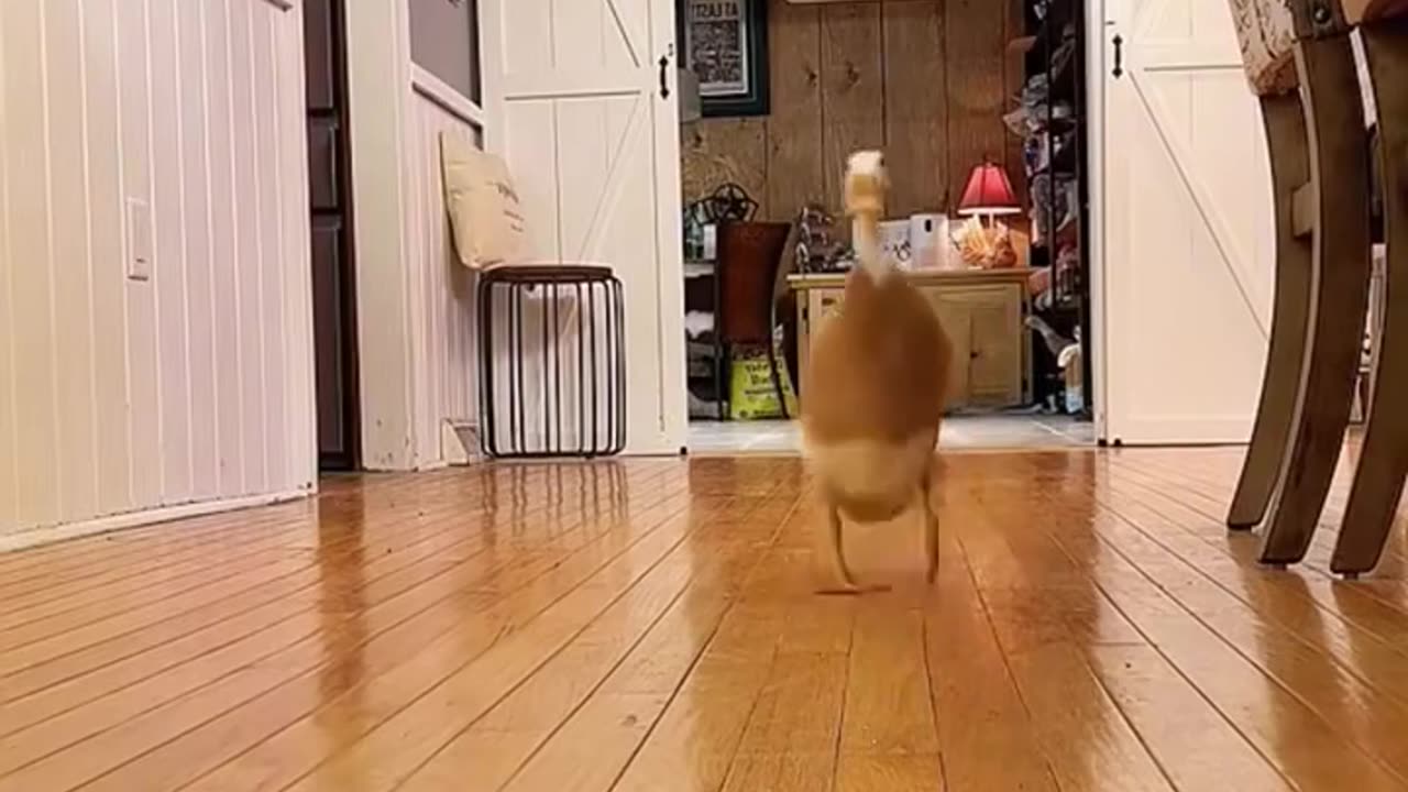 😂🦆 Duck Core is Here! | FunFM